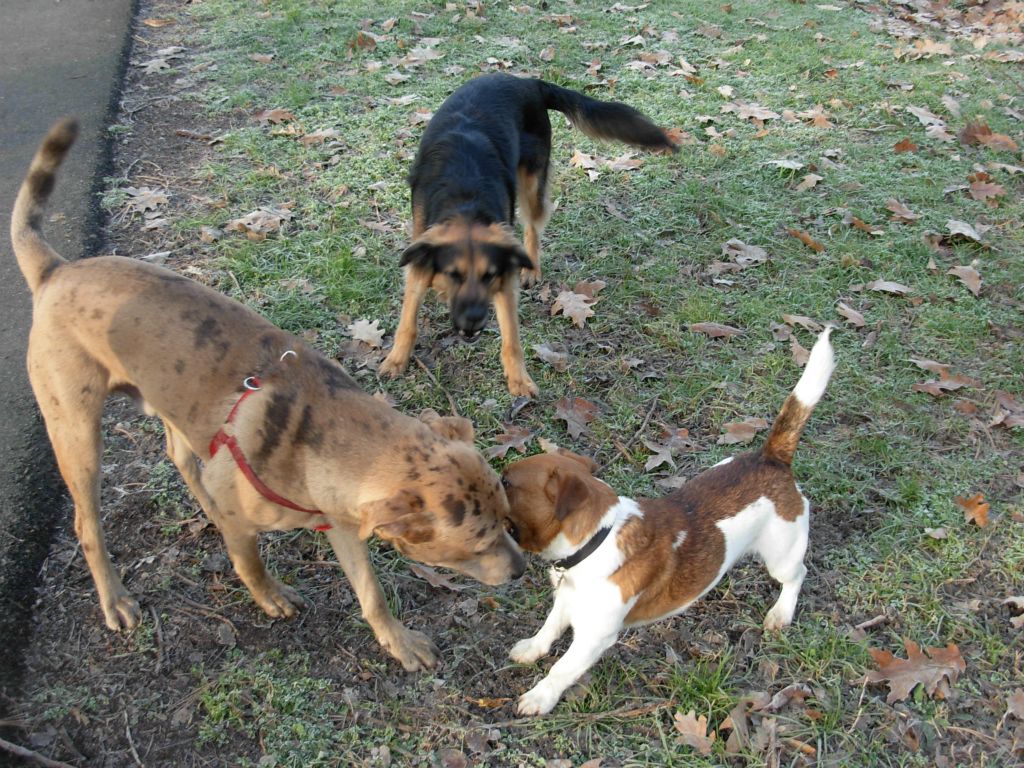 Max, Aladar  e Clementina